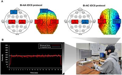 Dual-hemisphere anodal transcranial direct current stimulation improves bilateral motor synergies